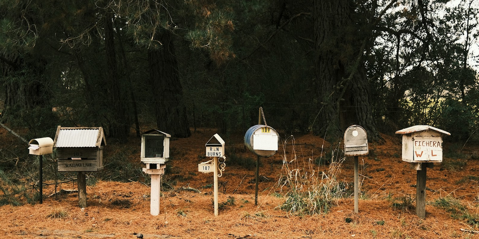mailboxes in a line on the edge of a forest