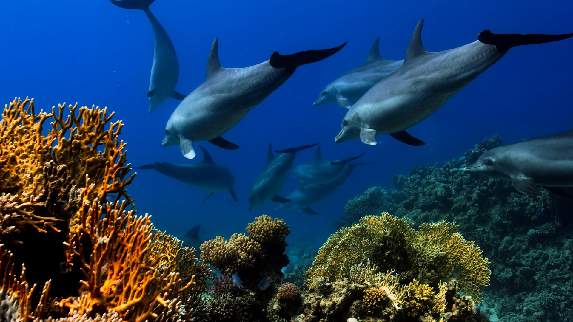 A pod of dolphins by a reef