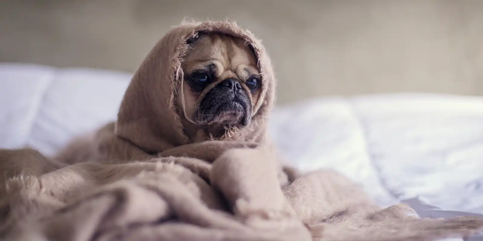 a pug wrapped in a beige blanket