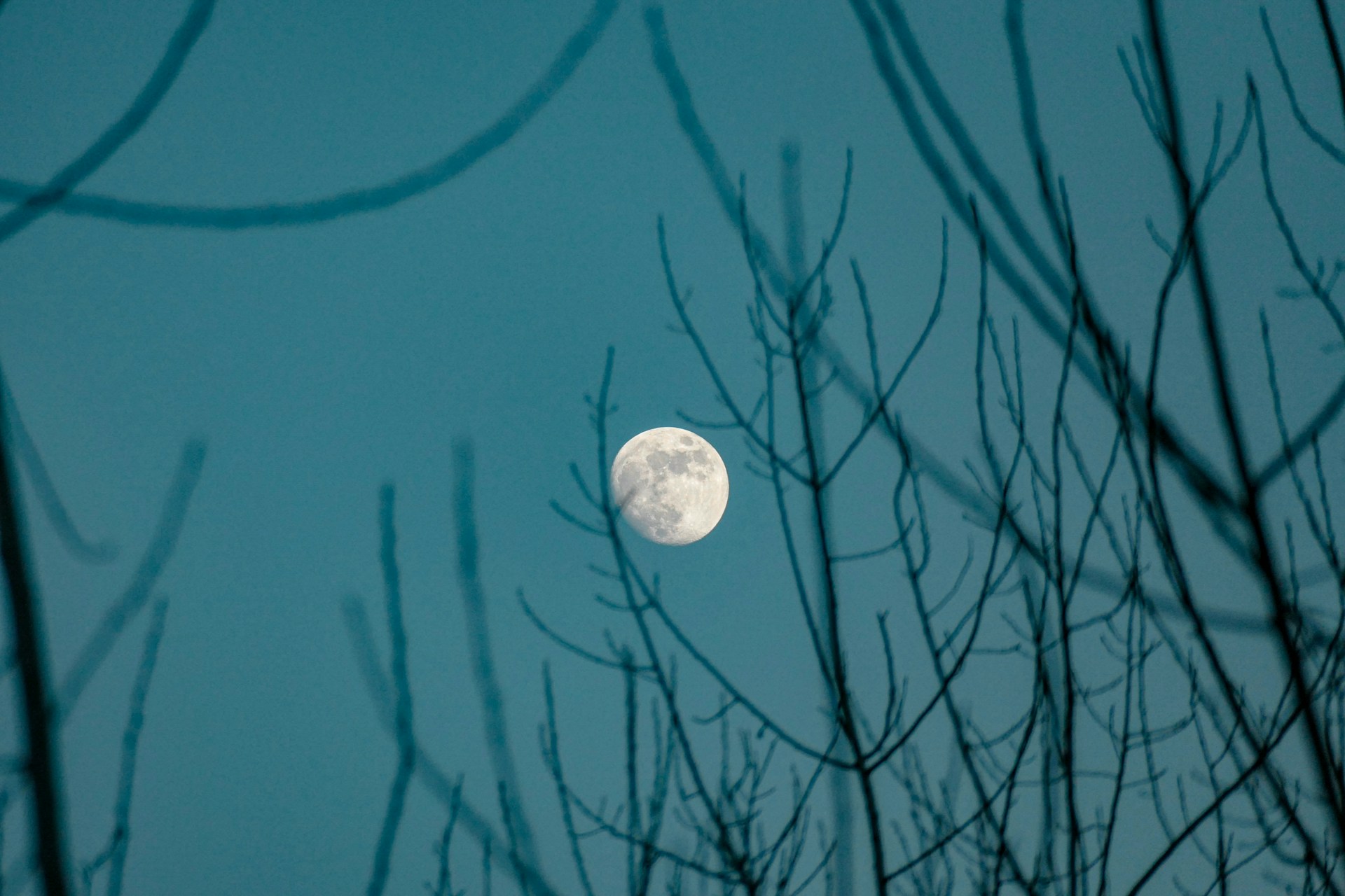The moon seen through trees