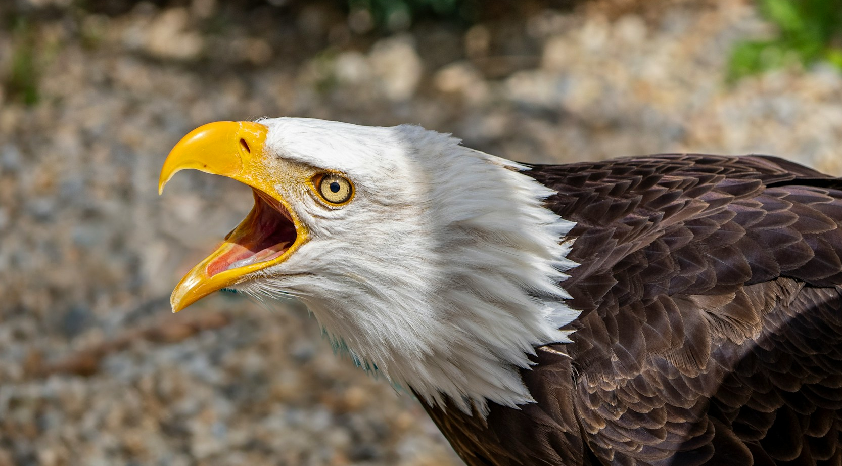 An intense-looking eagle yelling against a blurred green background