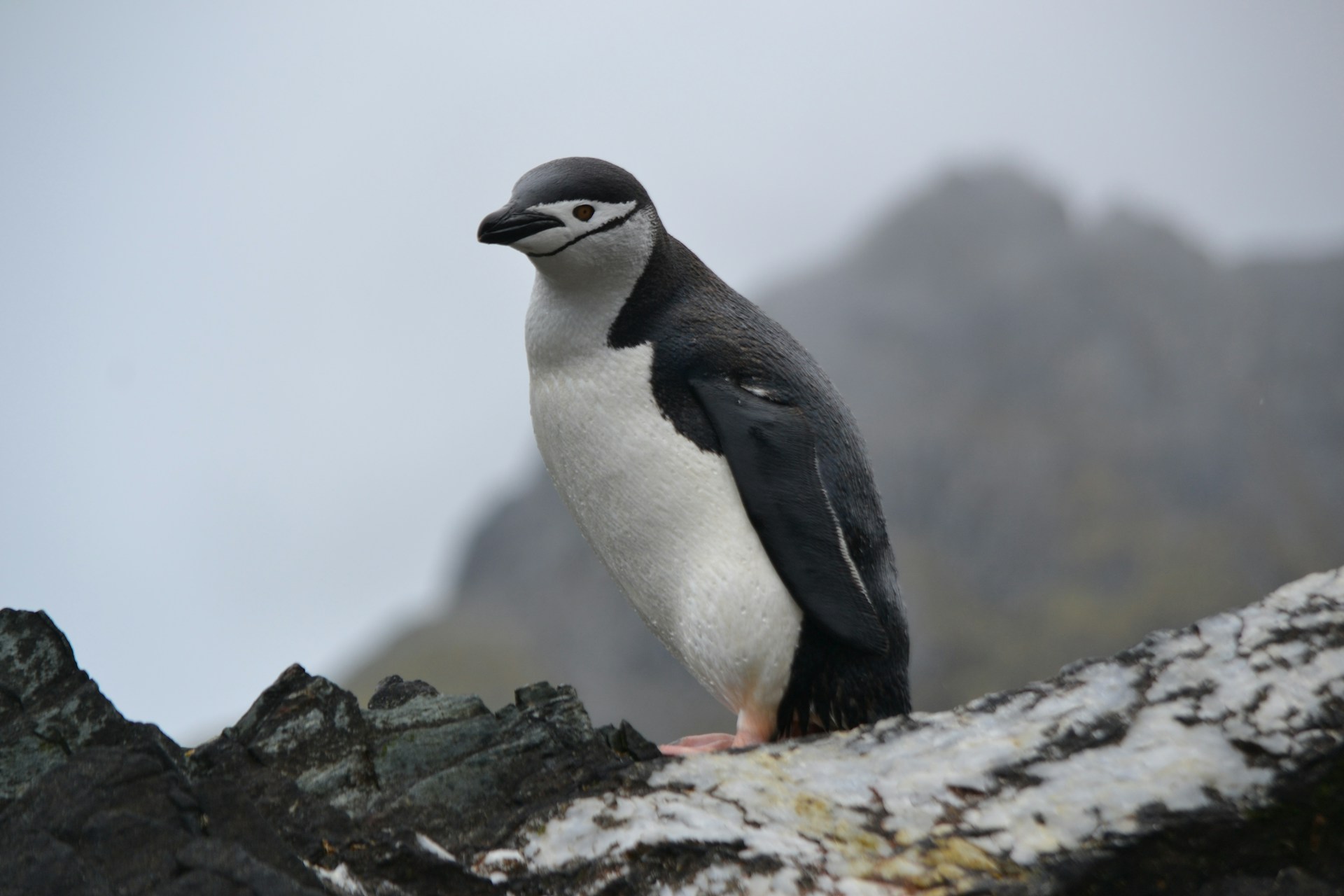 A penguin on the edge of a cliff