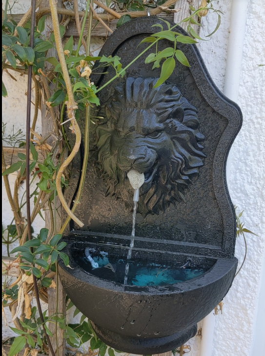 A lion head fountain spitting water